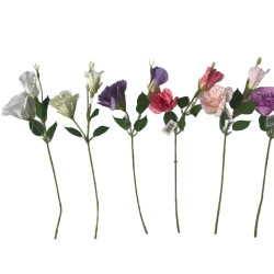Eustoma TS25S033 — Kwiaty pojedyncze