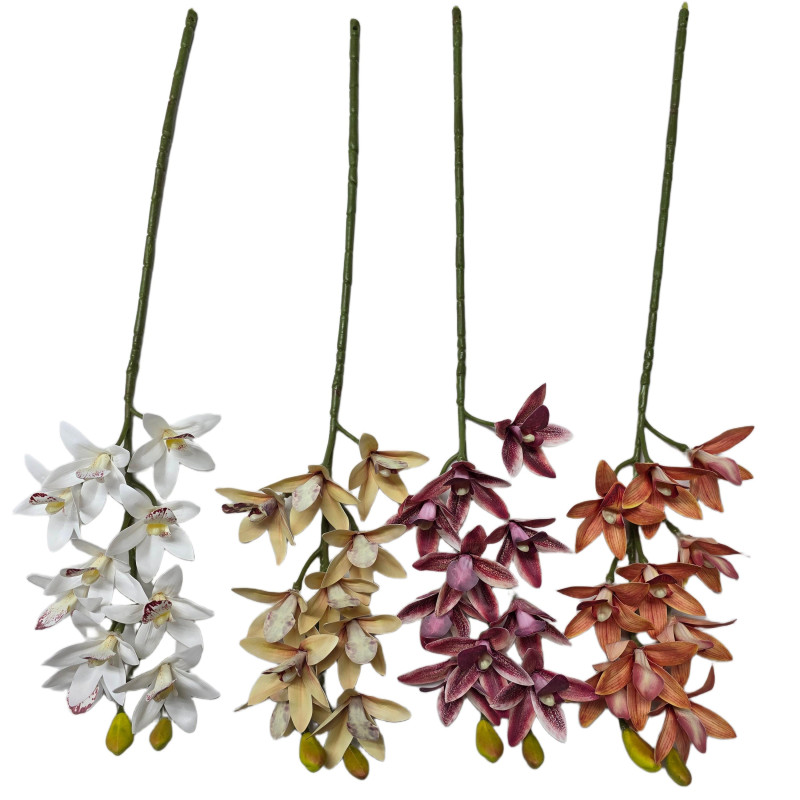 Cymbidium TZT23S011 — Kwiaty pojedyncze