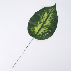 Dieffenbachia liść CF-156A0341 — Liście