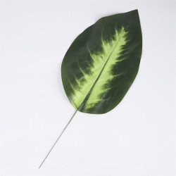 Dieffenbachia liść CF-156A0253 — Liście 