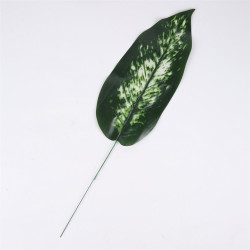 Dieffenbachia liść CF-156A0239 — Liście 