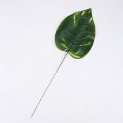 Dieffenbachia liść okrągły CF-156A0198 — Liście 