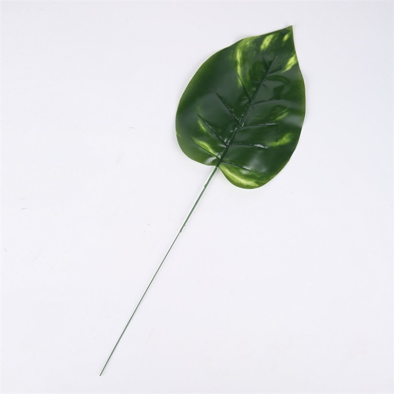 Dieffenbachia liść okrągły CF-156A0198 — Liście 