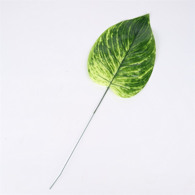 Dieffenbachia liść owalny CF-156A0199 — Liście 
