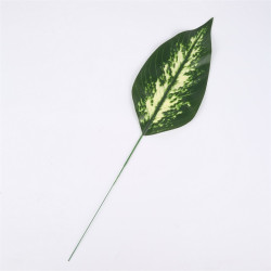 Dieffenbachia liść owalny CF-156A0164 — Liście